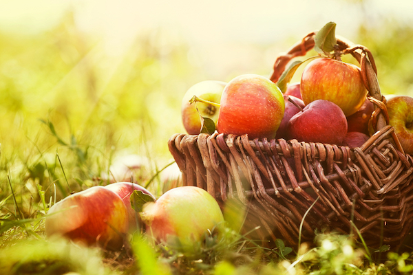 Agriculture biologique : 5 raisons d’investir dans ce secteur
