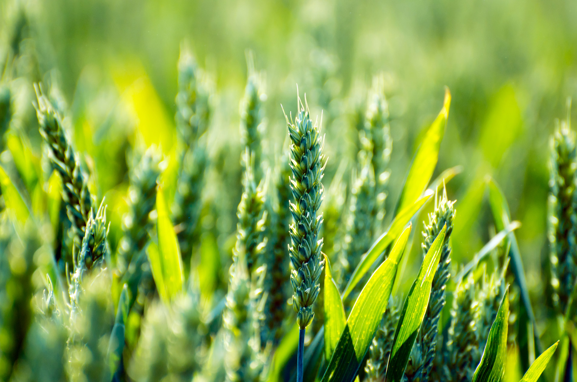 Le secteur agricole 3.0