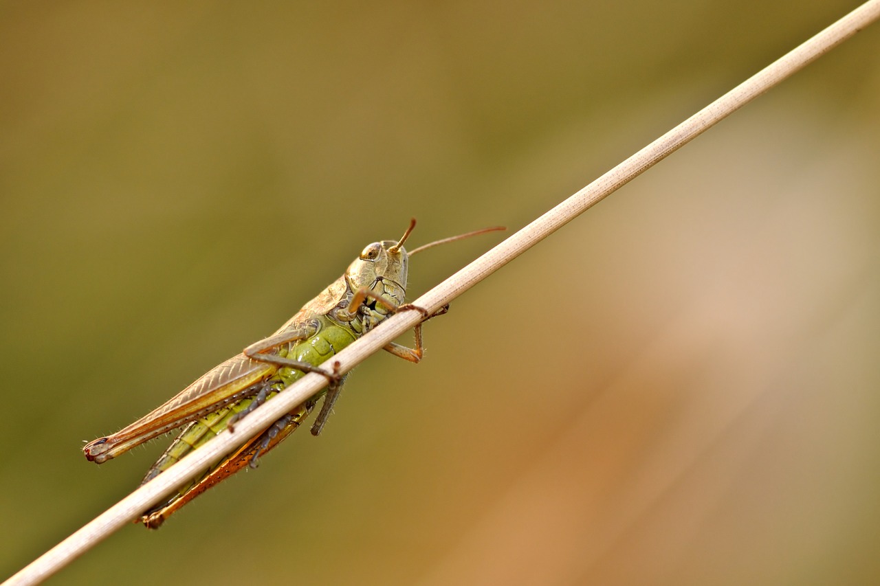 Les insectes sont-ils le futur de l’alimentation ?