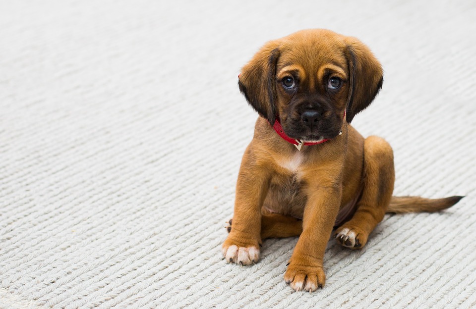 L’évolution de la place des animaux de compagnie dans la société