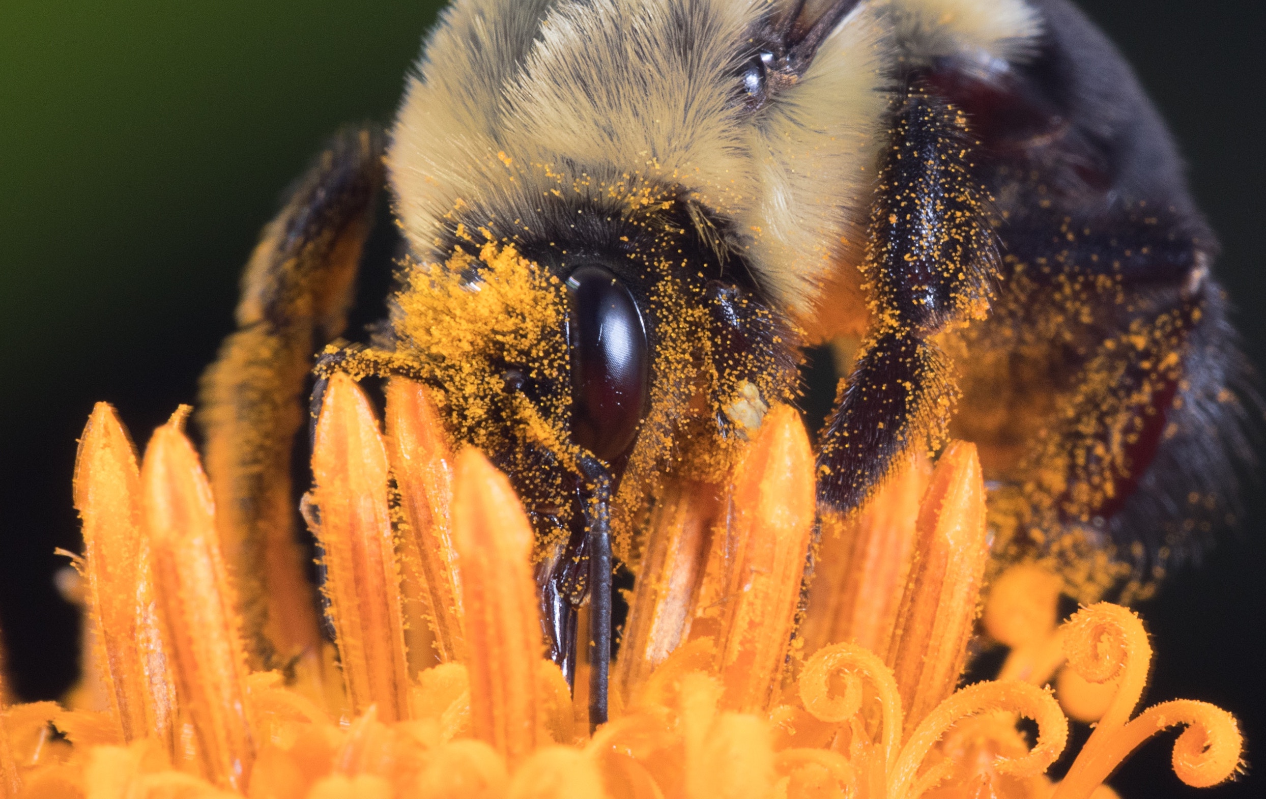 La pollinisation, un facteur à maîtriser d’urgence.